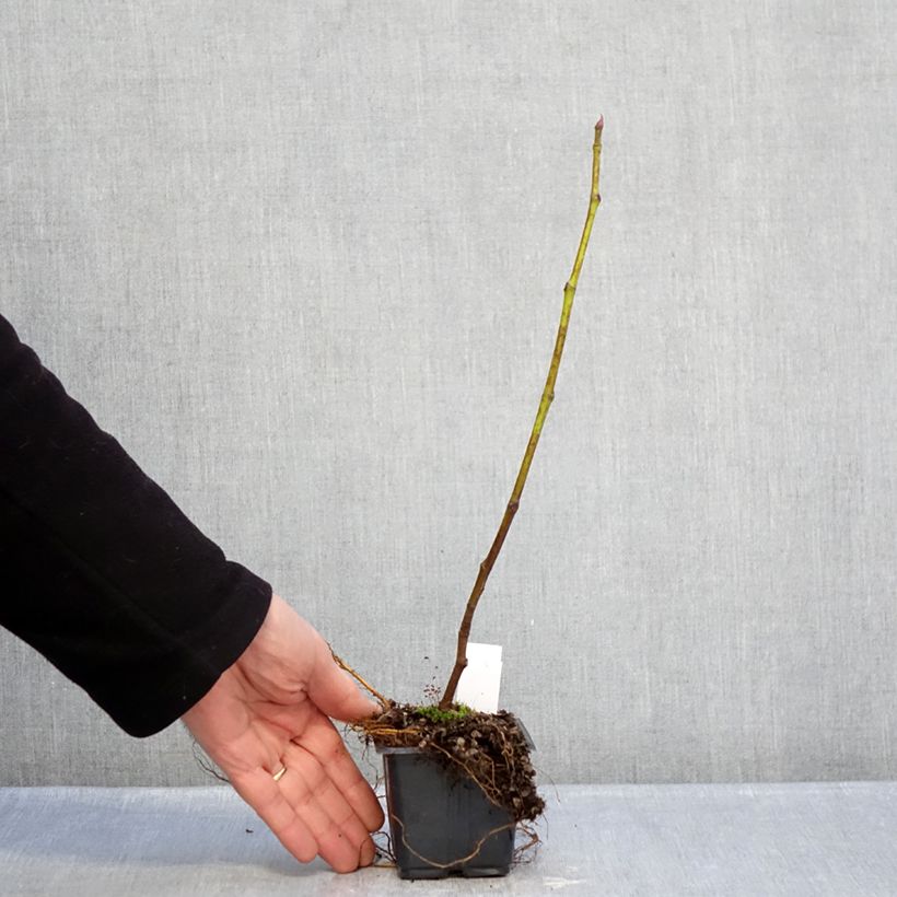 Amostra de Figuier Brown Turkey Vaso de 8/9 cm tal como entregue no inverno