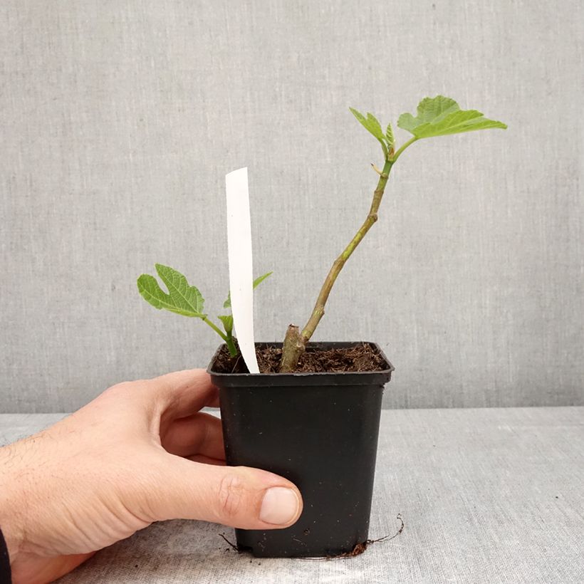 Amostra de Figueira Brown Turkey - Ficus carica Vaso de 8/9 cm tal como entregue na primavera