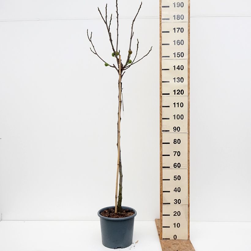 Amostra de Figueira Brown Turkey - Ficus carica Vaso de 7,5 L/10 L, Meia haste tal como entregue no outono