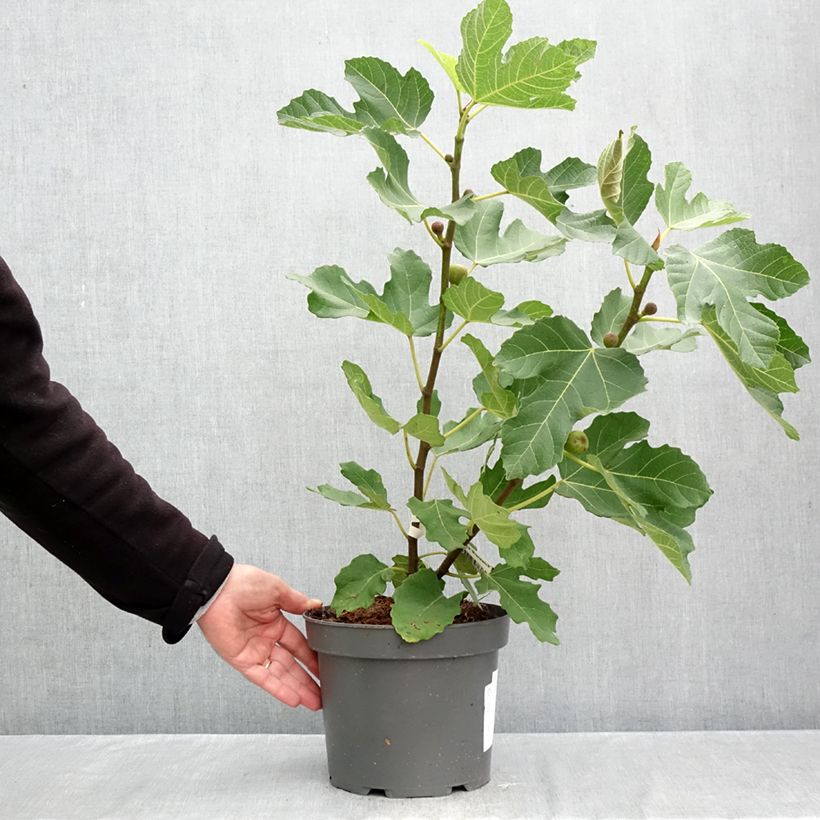 Amostra de Figueira Brunswick - Ficus carica Vaso de 4 L/5 L, Arbusto tal como entregue no outono
