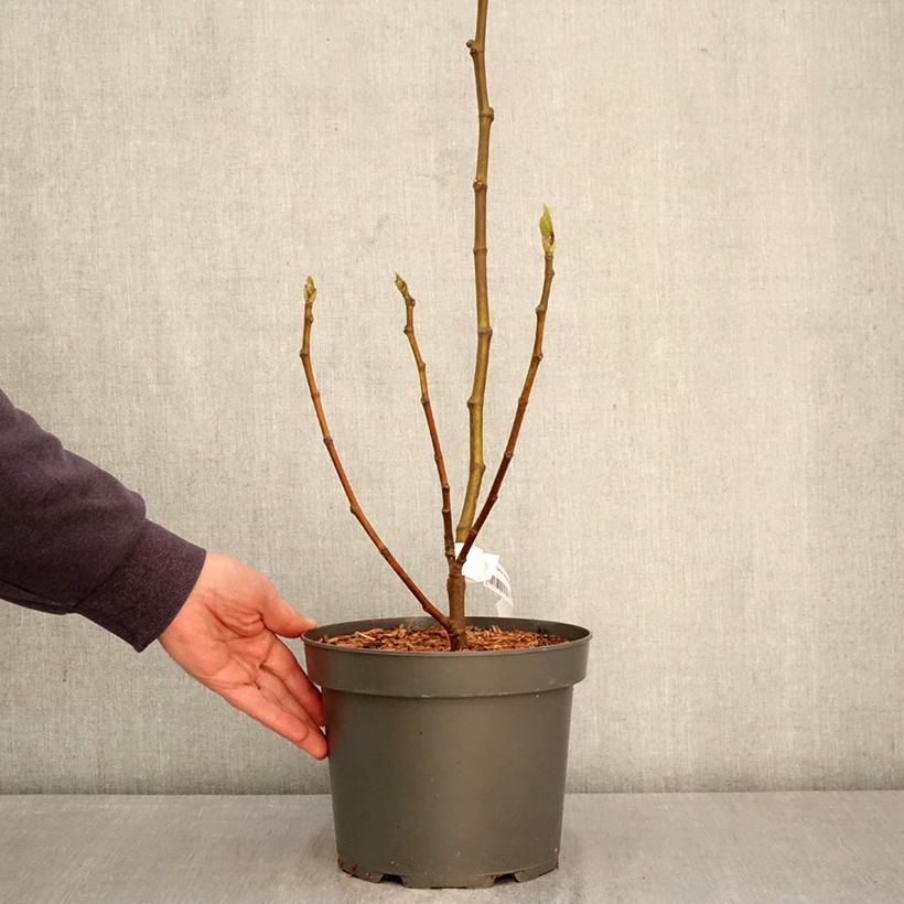 Amostra de Figueira Brunswick - Ficus carica Vaso de 4 L/5 L, Arbusto tal como entregue na primavera
