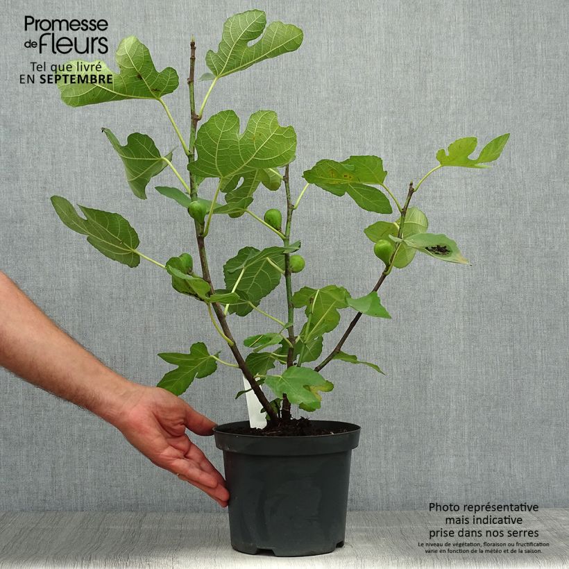 Amostra de Figueira Portogallo - Ficus carica Vaso de 2 L/3 L, Arbusto tal como entregue no outono