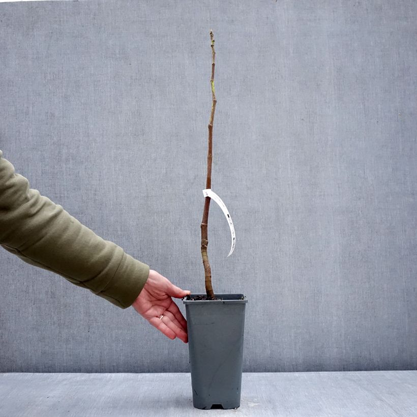 Amostra de Figuier Carica Portogallo - Figuier long du Portugal Vaso de 2 L/3 L, Arbusto tal como entregue no inverno