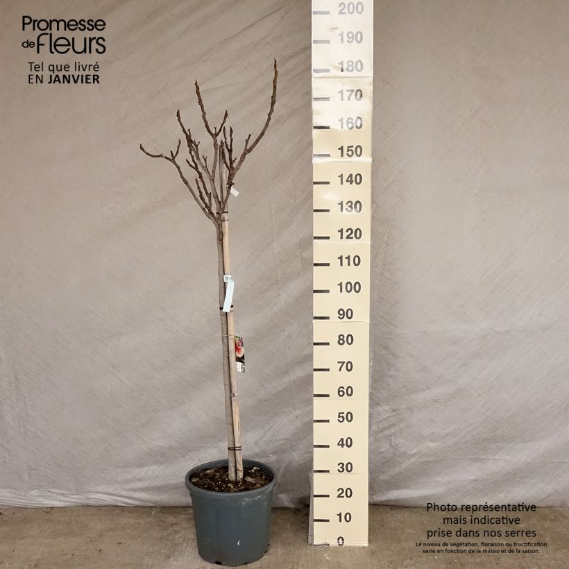 Amostra de Figuier Marseillaise - Ficus carica    Vaso de 12 L/15 L, Meia haste tal como entregue no inverno