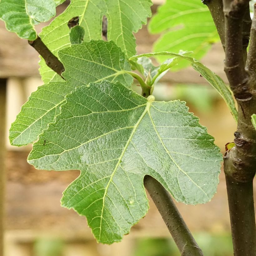 Figueira De Marseille - Ficus carica (Folhagem)