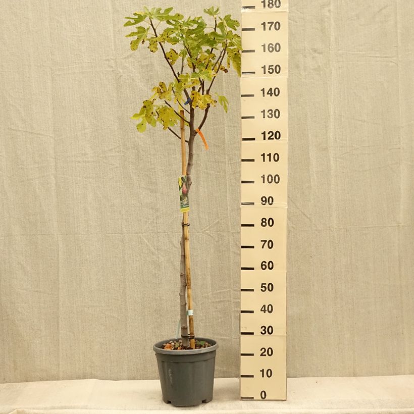 Amostra de Figueira Cinzenta de Tarascon - Ficus carica Vaso de 12 L/15 L, Meia haste tal como entregue no outono