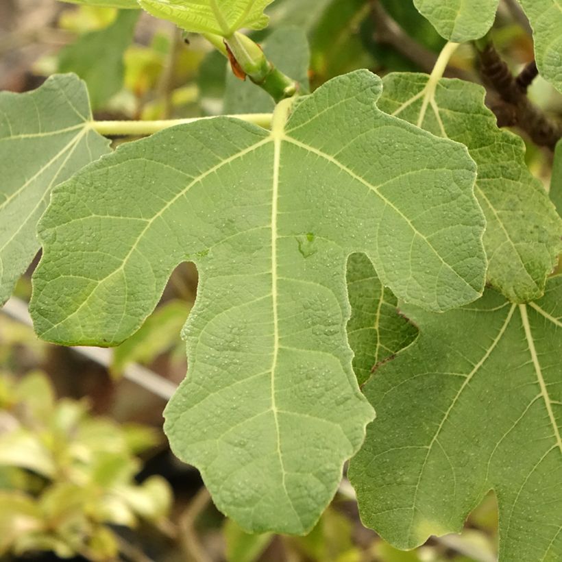 Figueira Cinzenta de Tarascon - Ficus carica (Folhagem)
