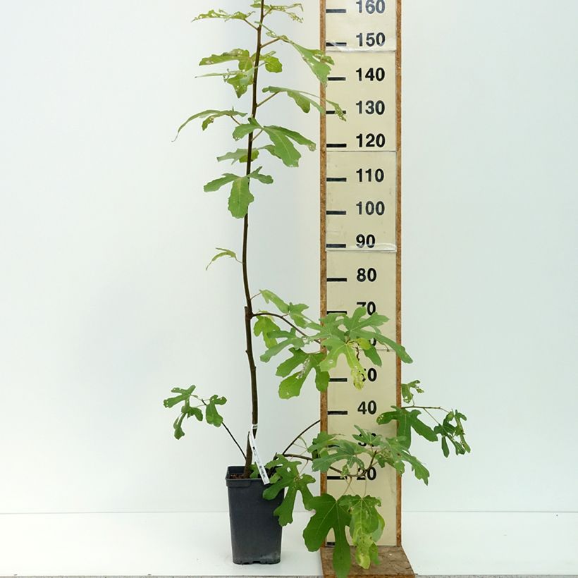 Amostra de Figueira Cinzenta de Tarascon - Ficus carica Vaso de 4 L/5 L, Arbusto tal como entregue no verão