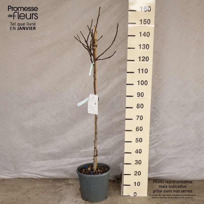 Amostra de Figuier - Ficus carica Osborn's Prolific Vaso de 12 L/15 L, Meia haste tal como entregue no inverno