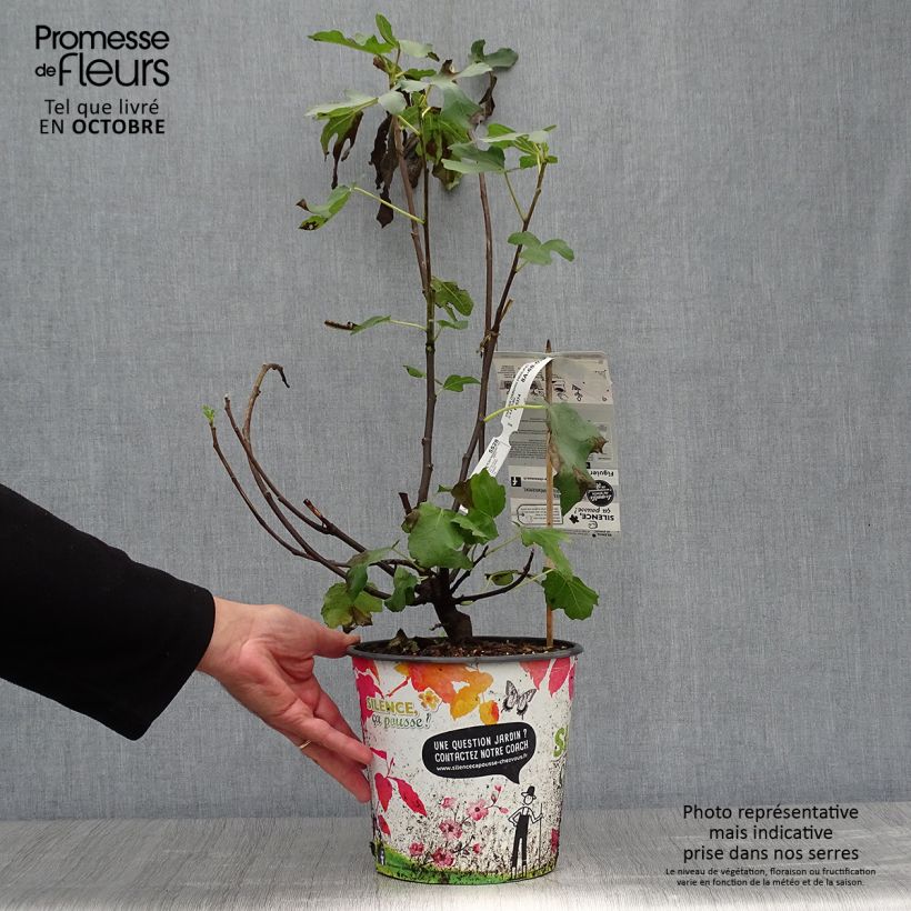 Amostra de Figueira Osborns Prolific - Ficus carica Vaso de 4 L/5 L tal como entregue no outono
