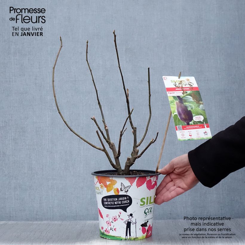 Amostra de Figuier - Ficus carica Osborn's Prolific Vaso de 4 L/5 L tal como entregue no inverno