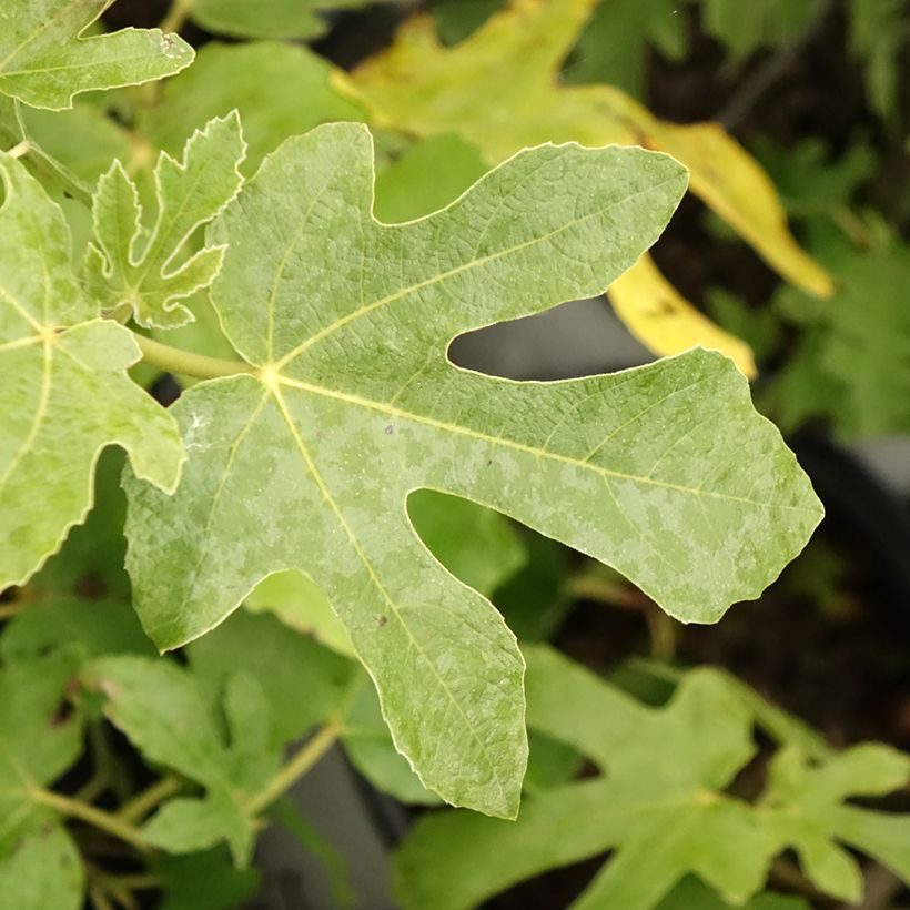 Figueira Osborns Prolific - Ficus carica (Folhagem)