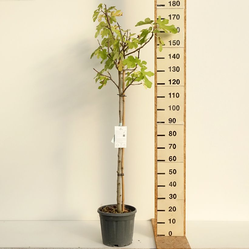 Amostra de Figueira Osborns Prolific - Ficus carica Vaso de 12 L/15 L, Meia haste tal como entregue no verão