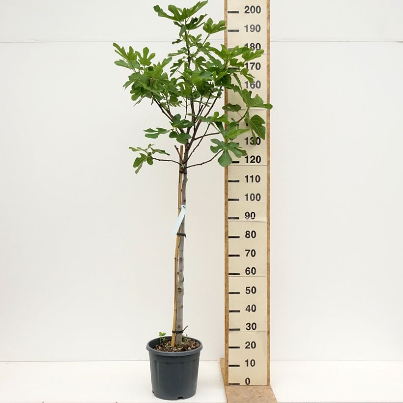 Amostra de Figueira Osborns Prolific - Ficus carica Vaso de 12 L/15 L, Meia haste tal como entregue na primavera