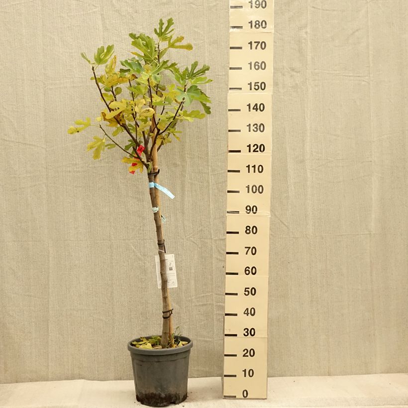 Amostra de Figueira Redonda de Bordéus - Ficus carica Vaso de 7,5 L/10 L, Meia haste tal como entregue no outono