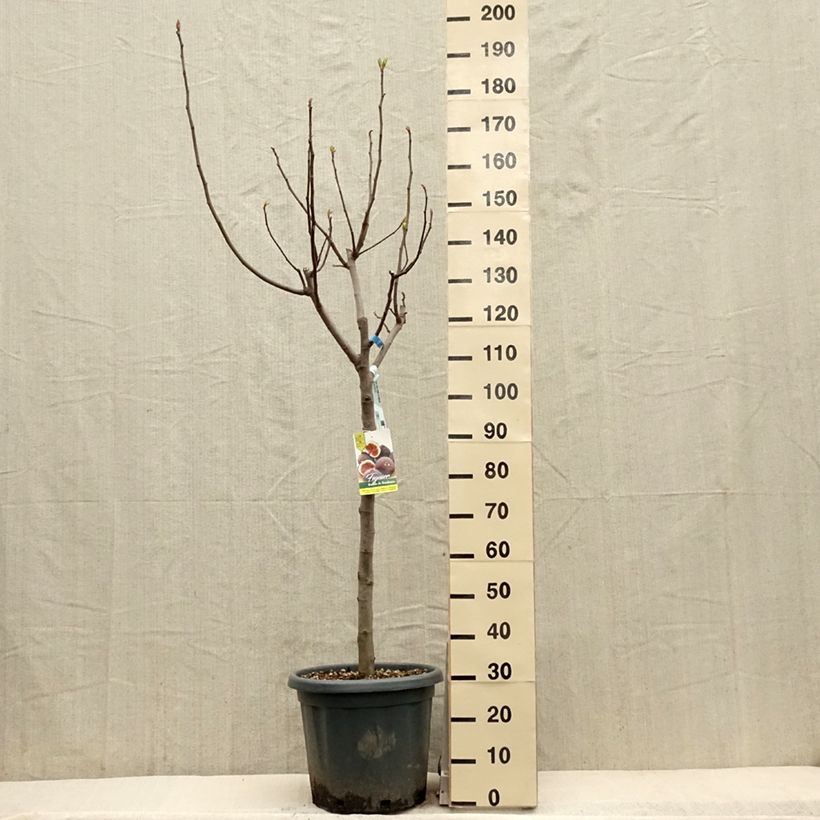 Amostra de Figueira Redonda de Bordéus - Ficus carica Vaso de 7,5 L/10 L, Meia haste tal como entregue na primavera