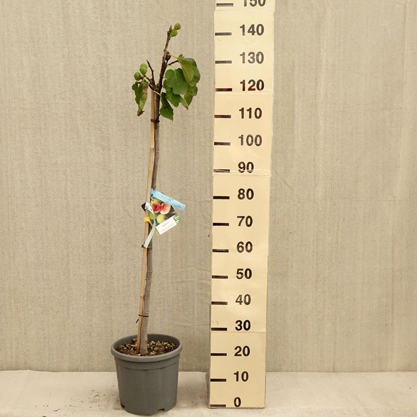 Amostra de Figueira Sucre Vert - Ficus carica Vaso de 12 L/15 L, Meia haste tal como entregue no outono