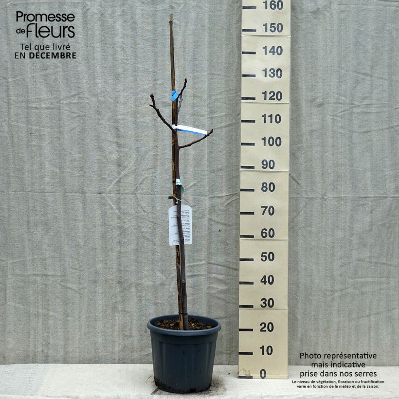 Amostra de Figuier - Ficus carica Sultane Vaso de 12 L/15 L, Meia haste tal como entregue no inverno