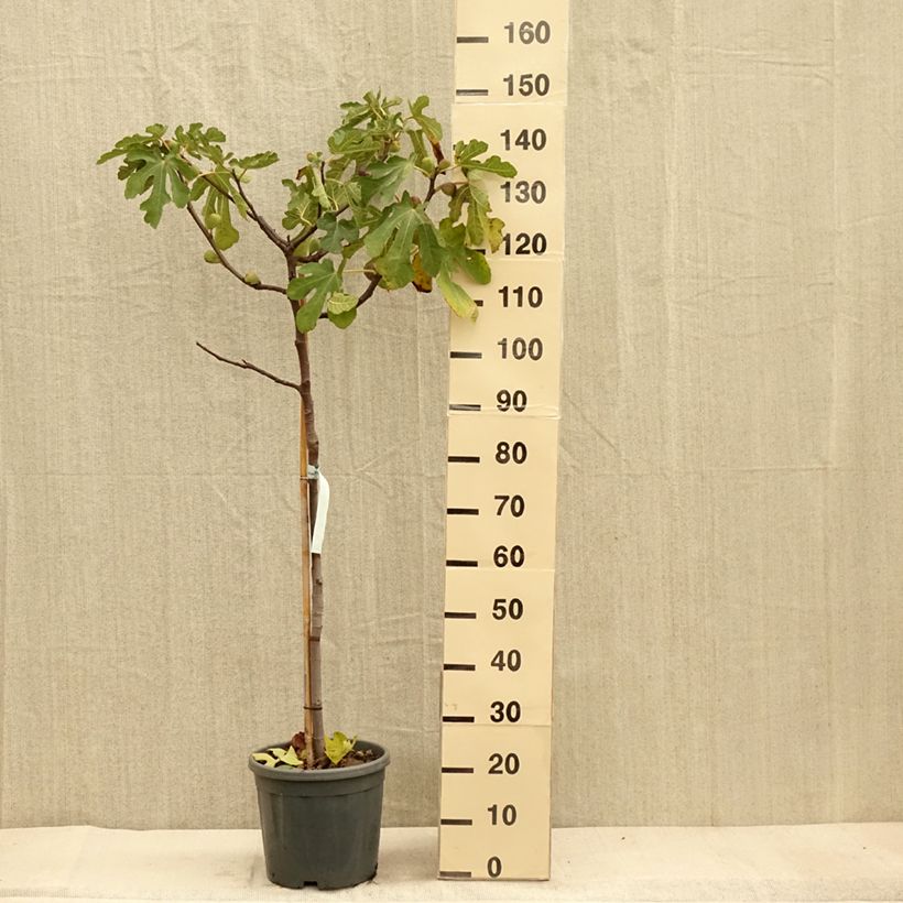 Amostra de Figueira Sultane - Ficus carica Vaso de 12 L/15 L, Meia haste tal como entregue no outono