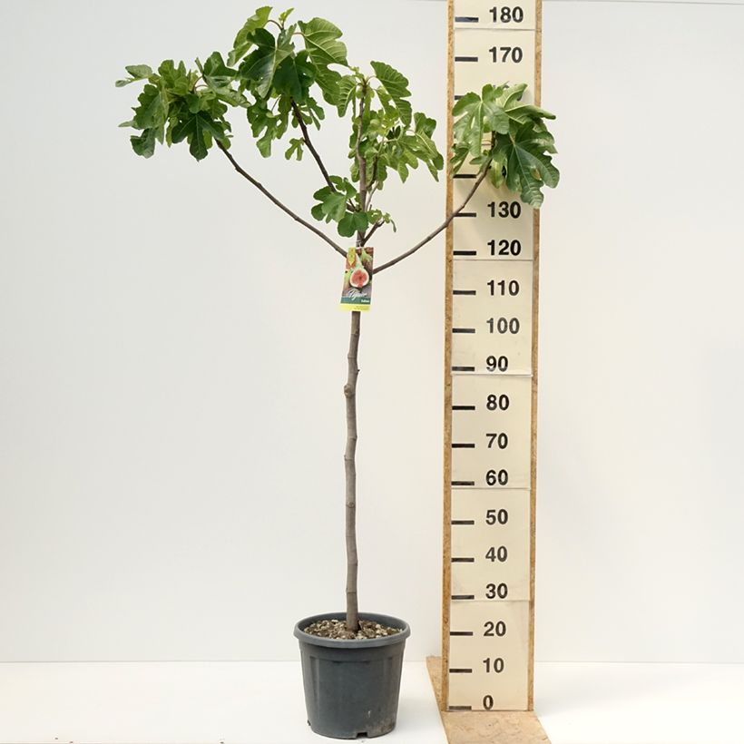 Amostra de Figueira Sultane - Ficus carica Vaso de 12 L/15 L, Meia haste tal como entregue na primavera