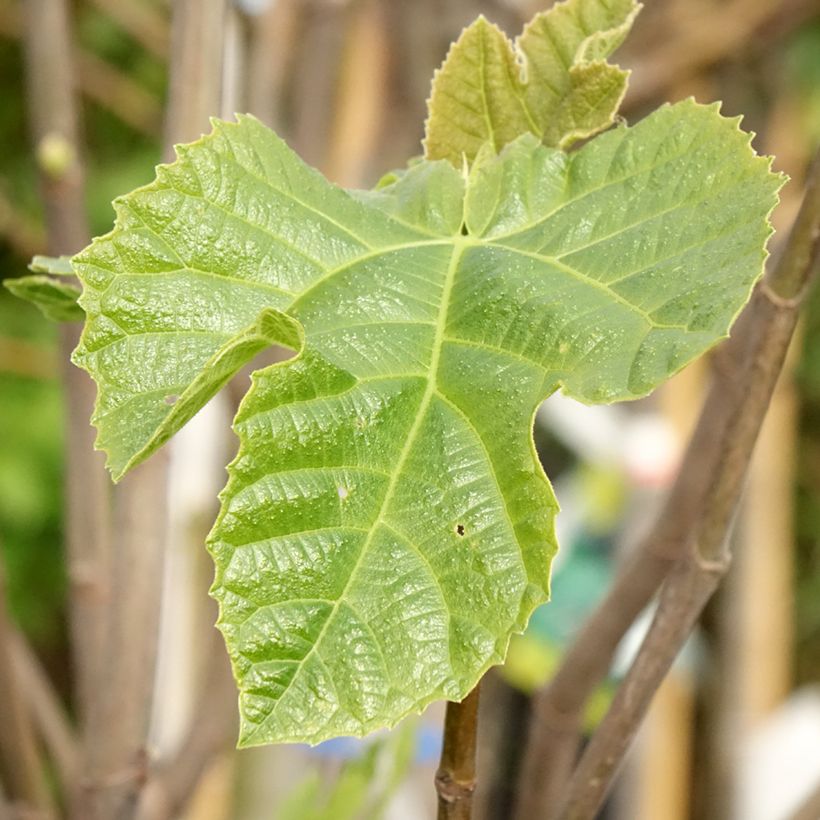 Figueira Sultane - Ficus carica (Folhagem)
