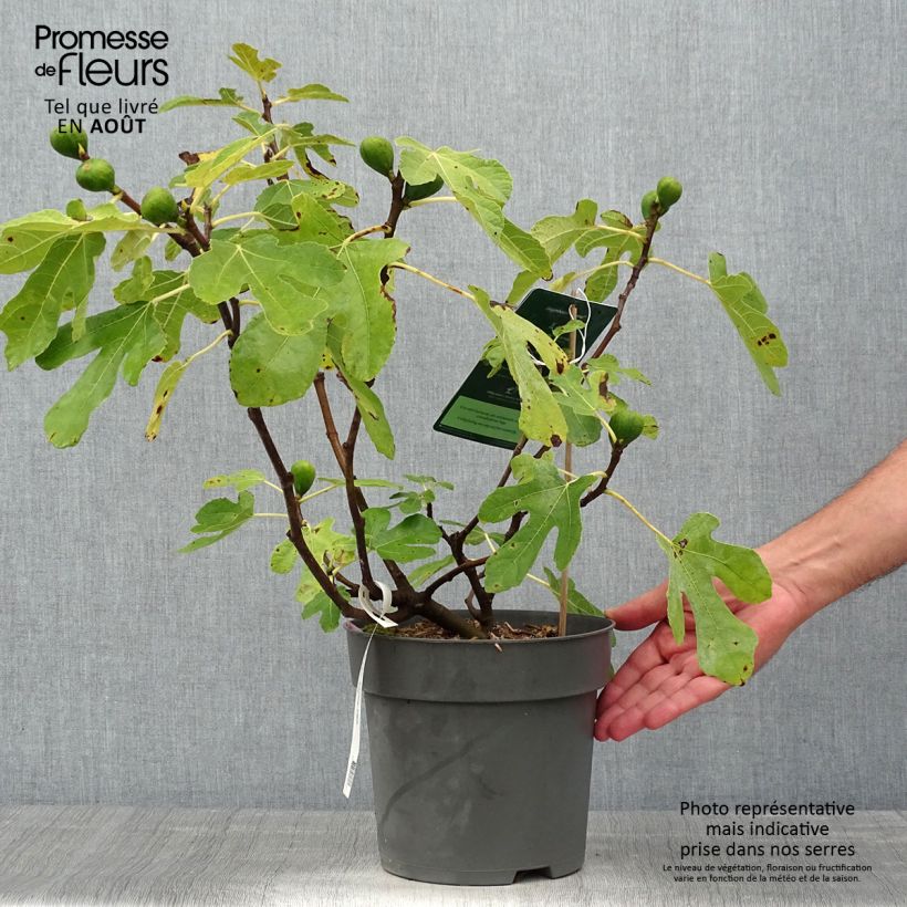 Amostra de Figueira Firoma - Ficus carica Vaso de 2 L/3 L, Tufo tal como entregue no verão
