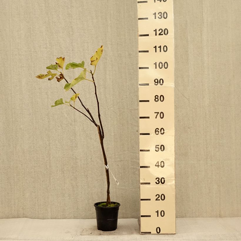 Amostra de Figueira Firoma - Ficus carica Vaso de 4 L/5 L, Tufo tal como entregue no outono