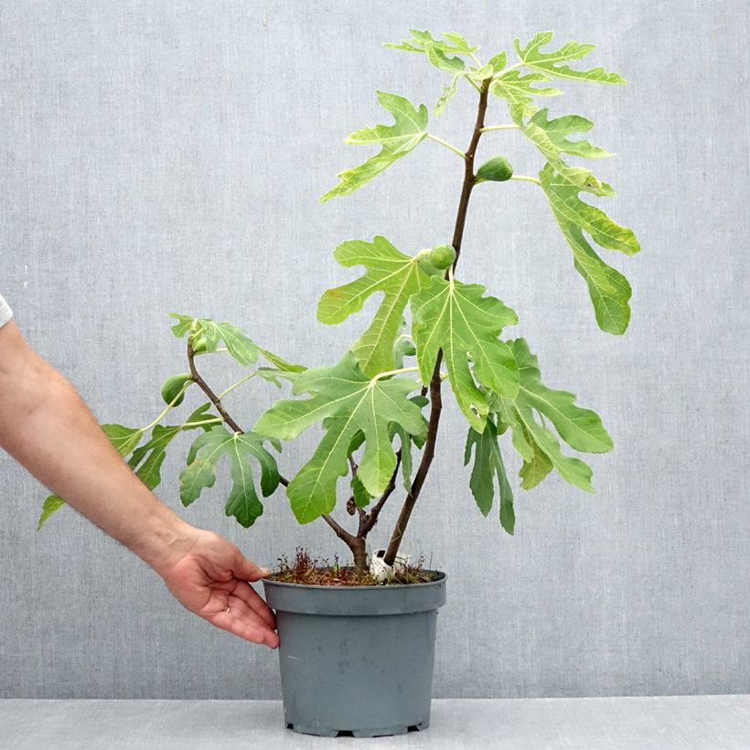 Amostra de Figueira Gota de Ouro - Ficus carica Vaso de 2 L/3 L tal como entregue no verão