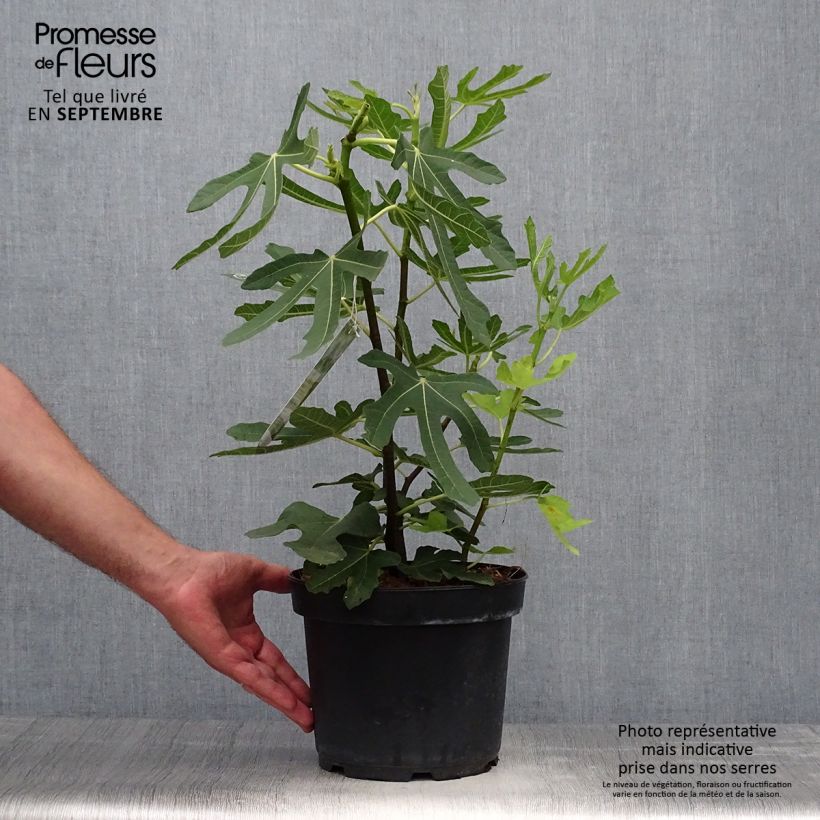 Amostra de Figueira Gota de Ouro - Ficus carica Vaso de 2 L/3 L tal como entregue no outono