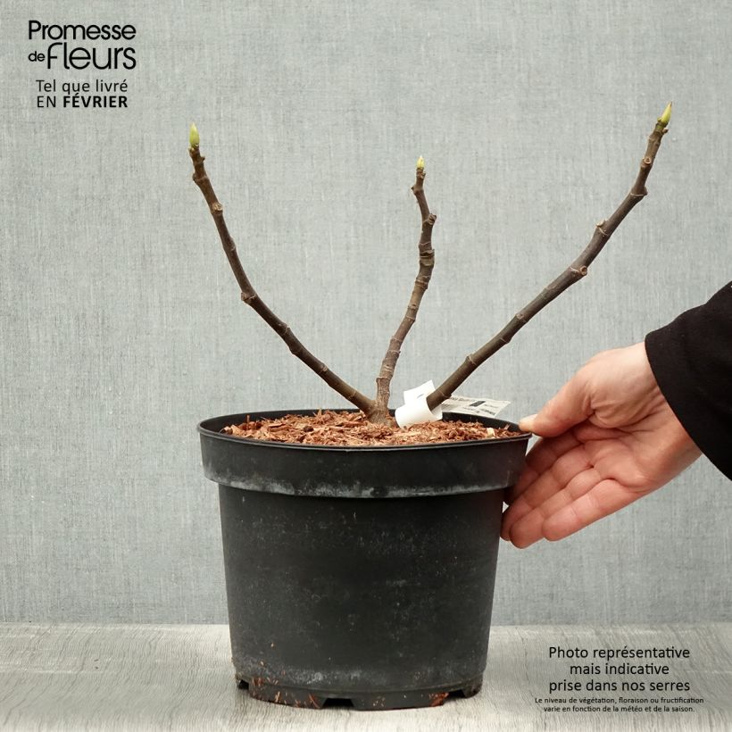 Amostra de Figueira Gota de Ouro - Ficus carica Vaso de 2 L/3 L tal como entregue no inverno