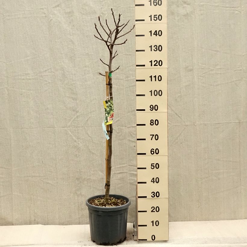 Amostra de Figueira Gota de Ouro - Ficus carica Vaso de 7,5 L/10 L, Meia haste tal como entregue na primavera