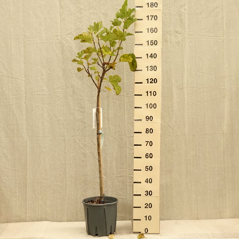 Amostra de Figueira Cinzenta de Saint Jean - Ficus carica Vaso de 12 L/15 L, Meia haste tal como entregue no outono