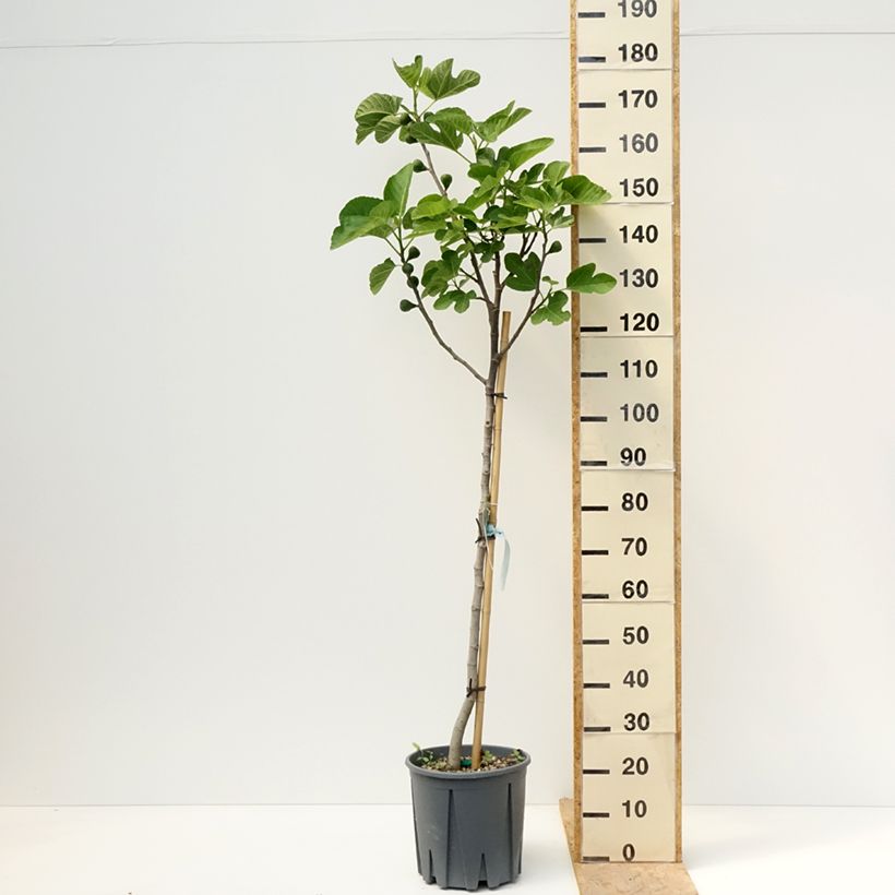 Amostra de Figueira Cinzenta de Saint Jean - Ficus carica Vaso de 12 L/15 L, Meia haste tal como entregue na primavera