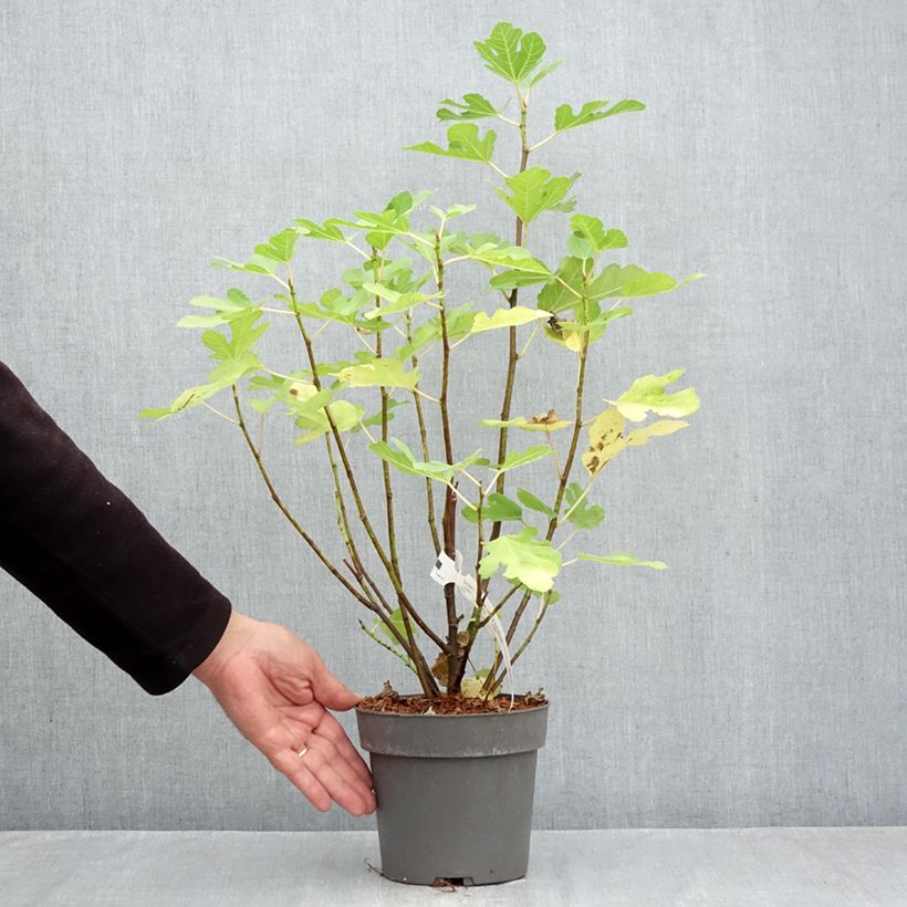 Amostra de Figueira Gustis Ficcolino - Ficus carica Vaso de 2 L/3 L, Arbusto tal como entregue no outono