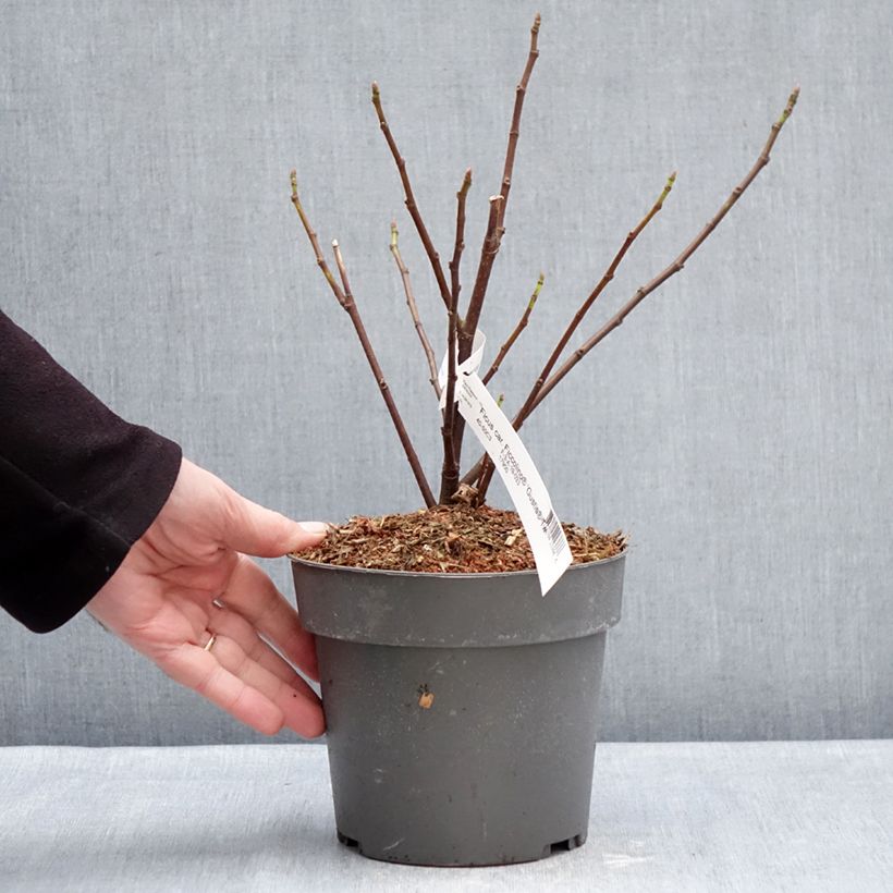 Amostra de Figuier Gustis Ficcolino - Ficus carica Vaso de 2 L/3 L, Arbusto tal como entregue no inverno