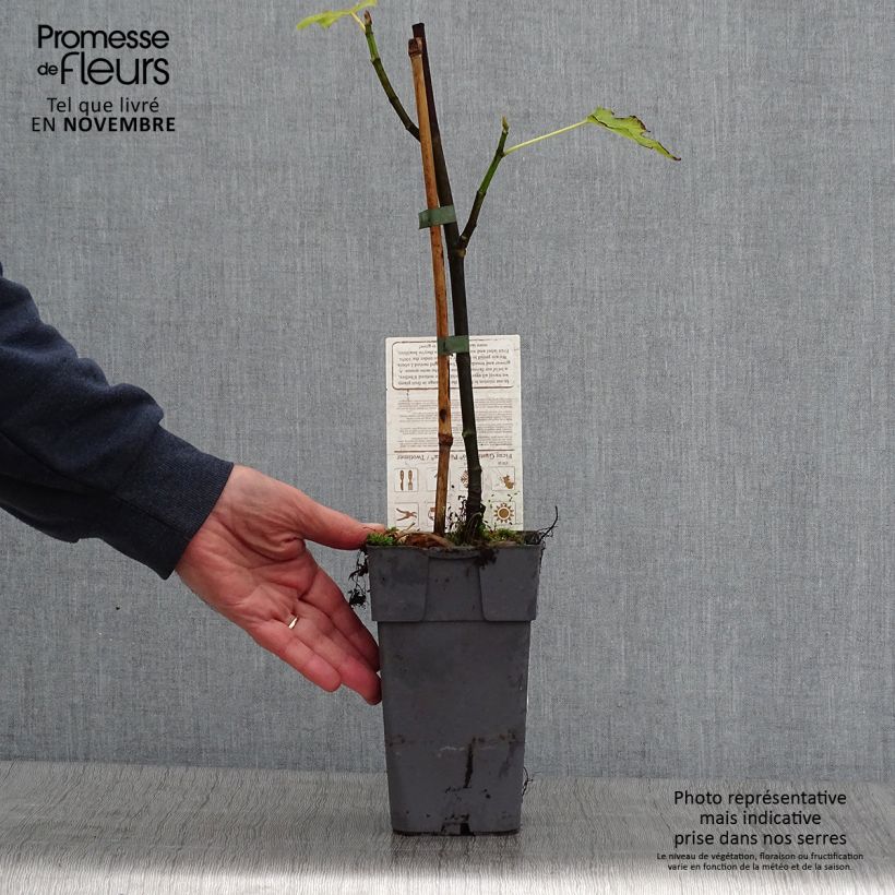 Amostra de Ficus carica Perretta Gustissimo Vaso de 2 L/3 L, Arbusto tal como entregue no outono