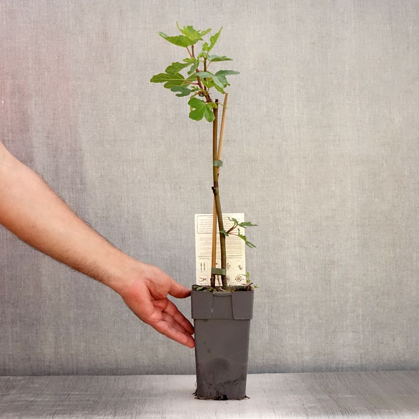 Amostra de Ficus carica Perretta Gustissimo Vaso de 2 L/3 L, Arbusto tal como entregue no verão