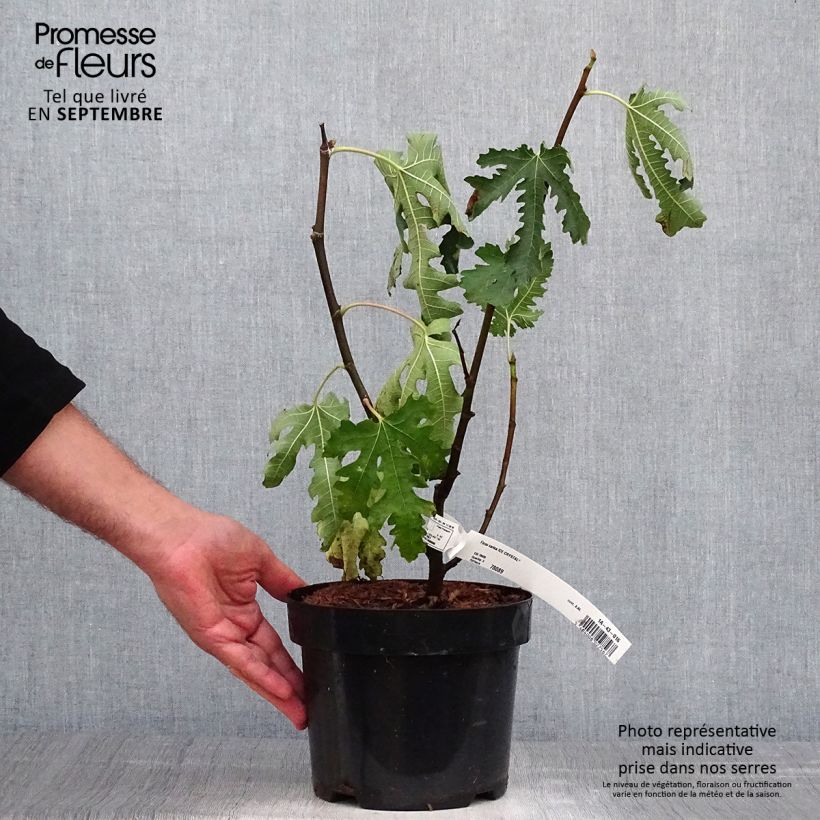 Amostra de Figueira Ice Crystal - Ficus carica Vaso de 4 L/5 L, Rebento tal como entregue no outono