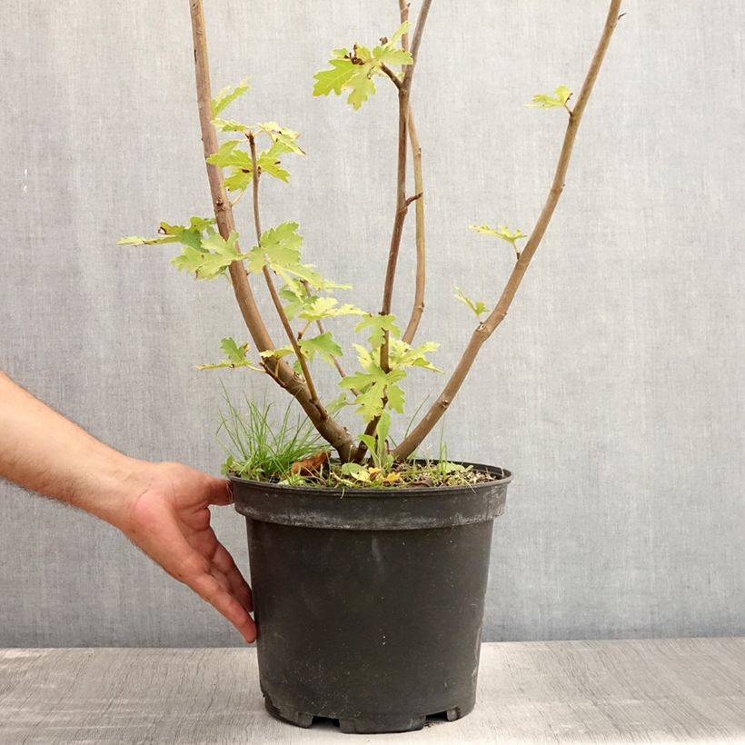 Amostra de Figueira Ice Crystal - Ficus carica Vaso de 4 L/5 L, Arbusto tal como entregue no verão