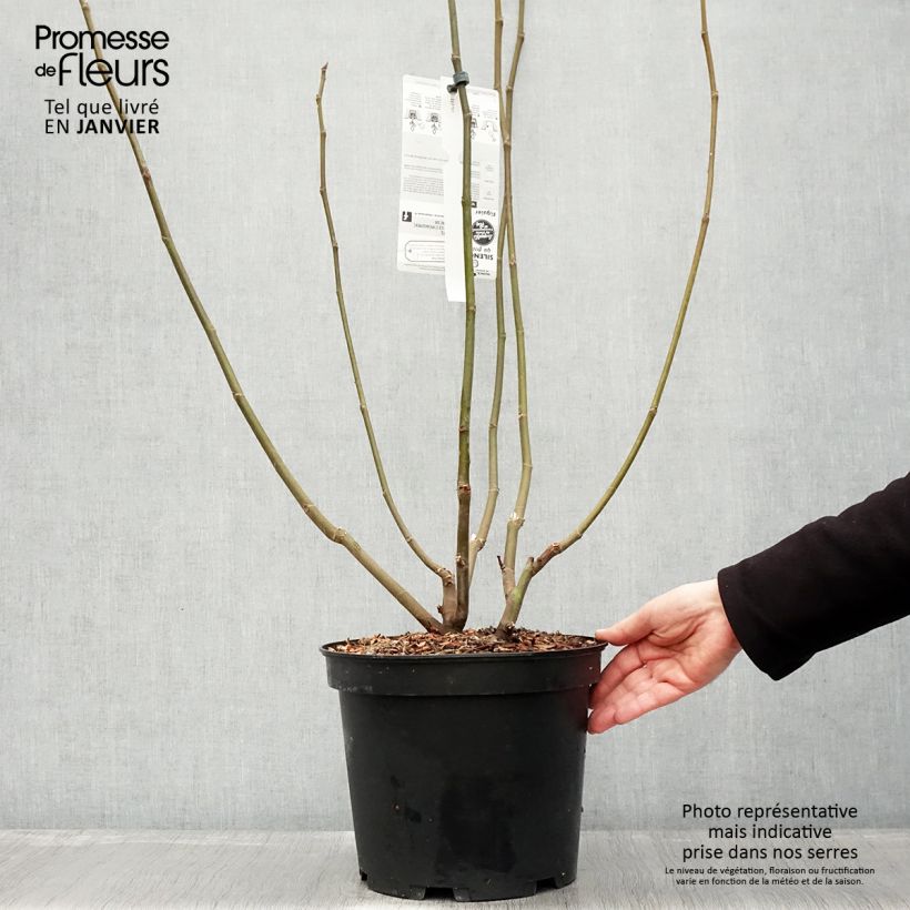 Amostra de Figuier Icecrystal  Vaso de 4 L/5 L, Arbusto tal como entregue no inverno