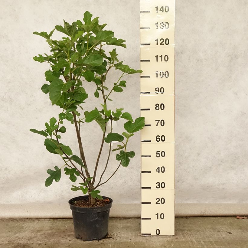 Amostra de Figueira Jannot - Ficus carica Vaso de 7,5 L/10 L, Meia haste tal como entregue no verão