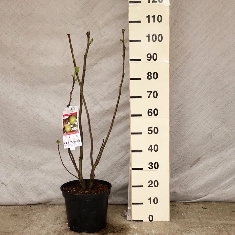 Amostra de Figueira Jannot - Ficus carica Vaso de 7,5 L/10 L, Meia haste tal como entregue na primavera