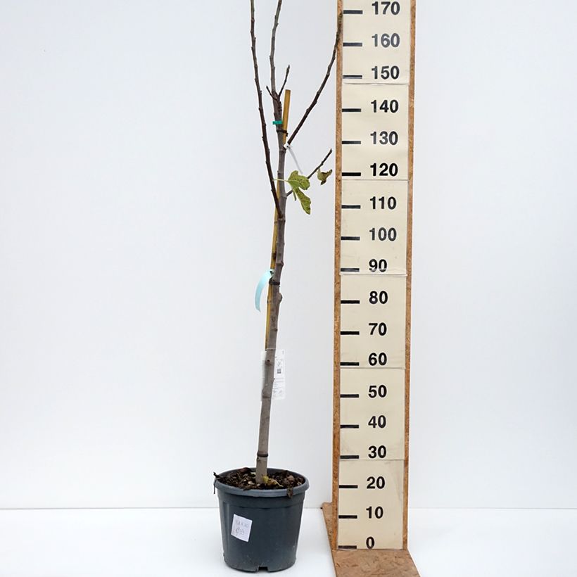 Amostra de Figueira Jannot - Ficus carica Vaso de 7,5 L/10 L, Meia haste tal como entregue no outono