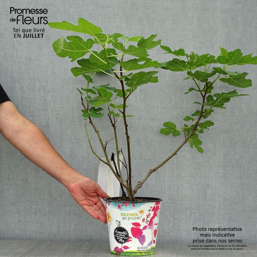 Amostra de Figueira Jordan - Ficus carica Vaso de 4 L/5 L, Arbusto tal como entregue no verão
