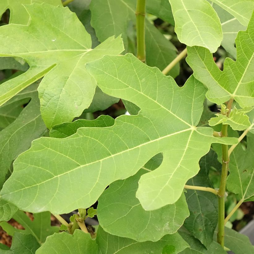 Figueira Jordan - Ficus carica (Folhagem)