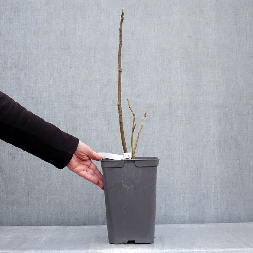 Amostra de Figueira Kadota - Ficus carica Vaso de 4 L/5 L tal como entregue no inverno