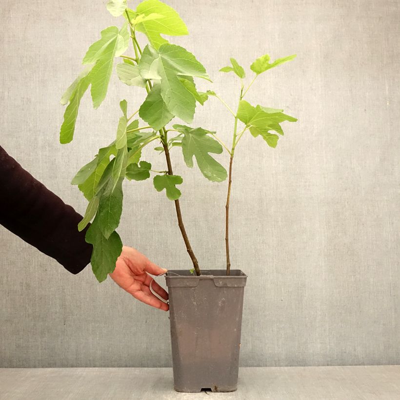 Amostra de Figueira Kadota - Ficus carica Vaso de 4 L/5 L tal como entregue na primavera