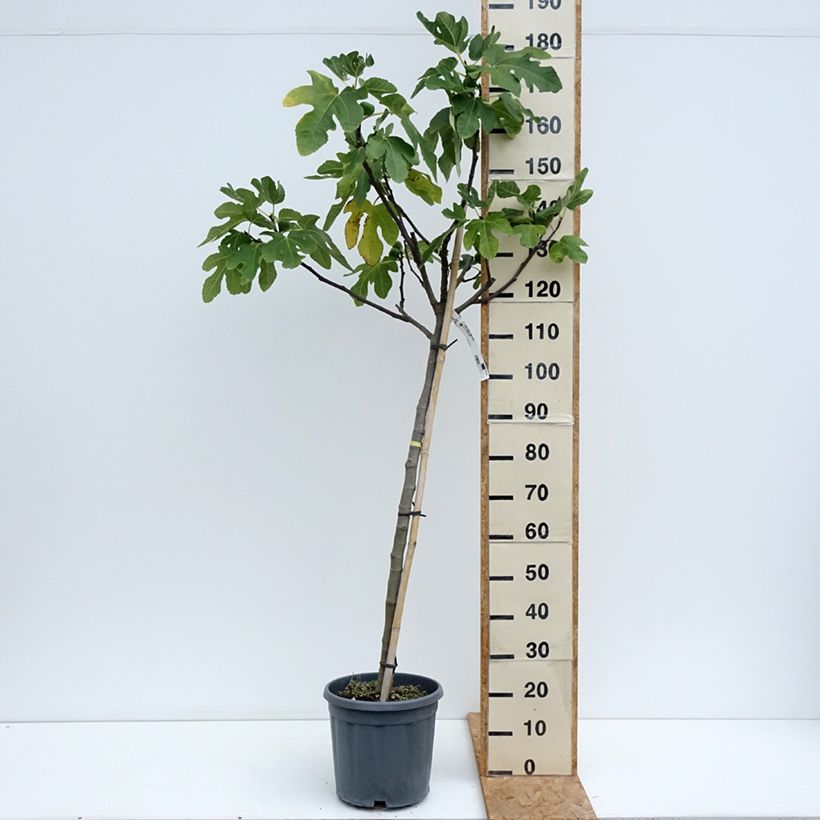 Amostra de Figueira Longue d'Août - Ficus carica Vaso de 12 L/15 L, Meia haste tal como entregue no verão