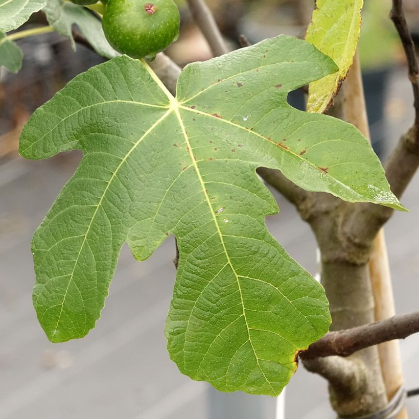 Figueira Longue d'Août - Ficus carica (Folhagem)