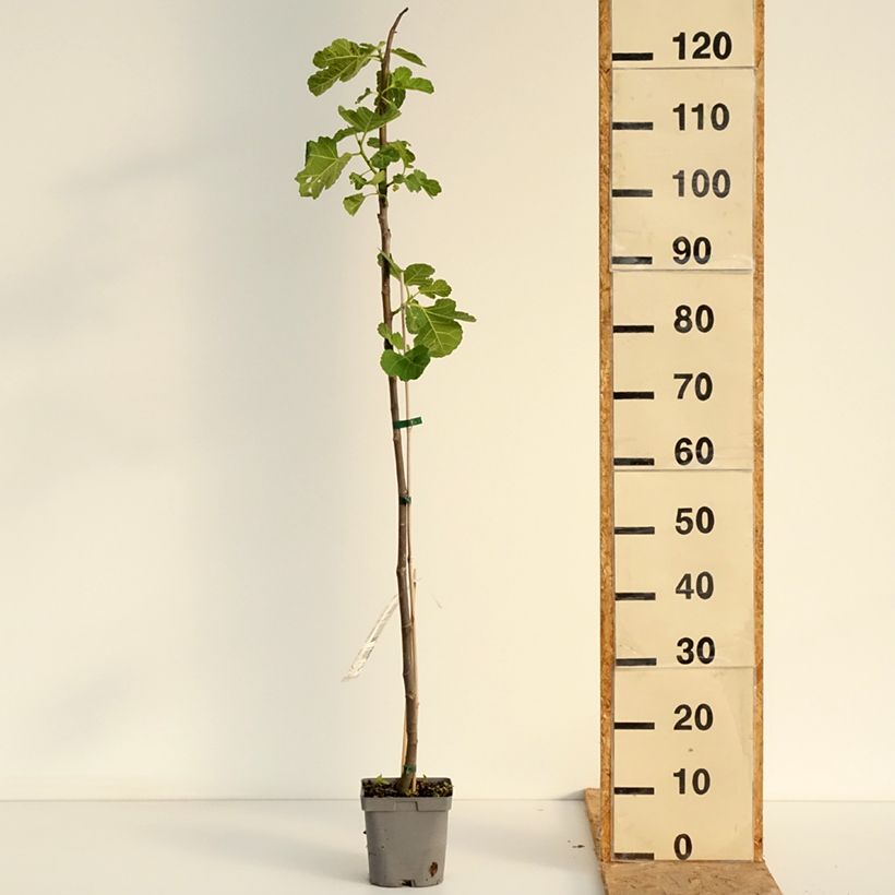 Amostra de Figueira Madalena das Duas Estações - Ficus carica Vaso de 2 L/3 L, Rebento tal como entregue no verão
